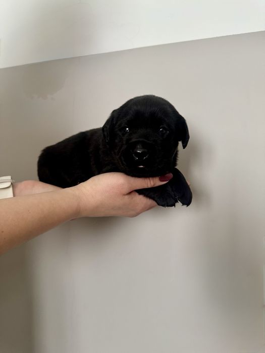 Czarna suczka Labrador Retriever Talia