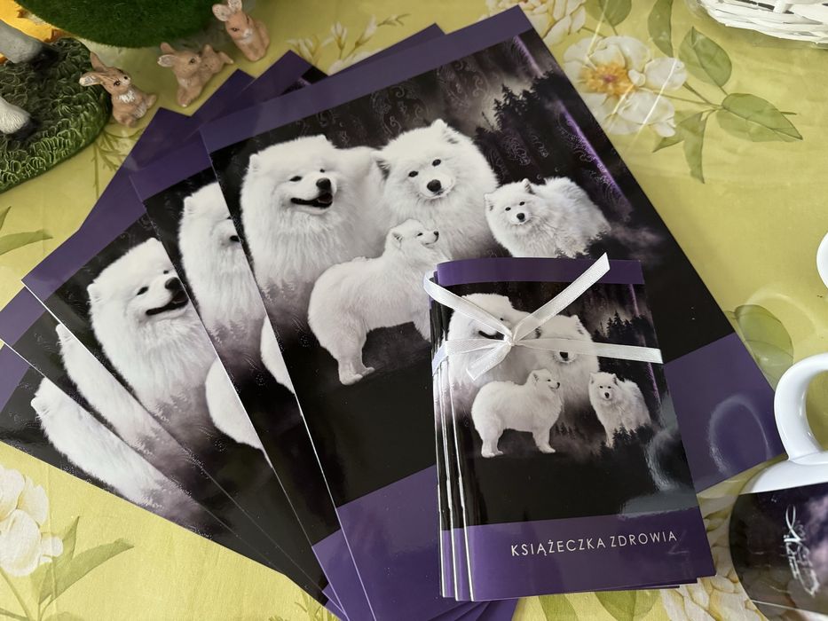 Samoyed piękne szczenię