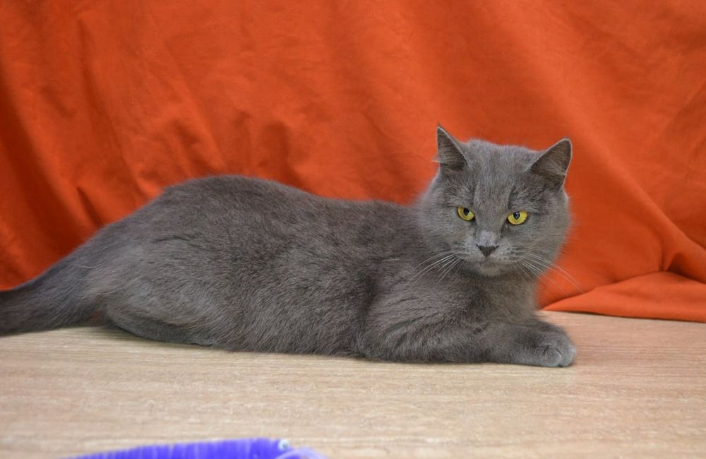 Красуня шукає свою сім'ю.