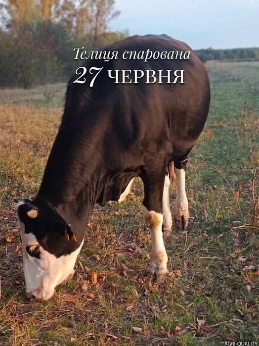 Продаю двох телиць
