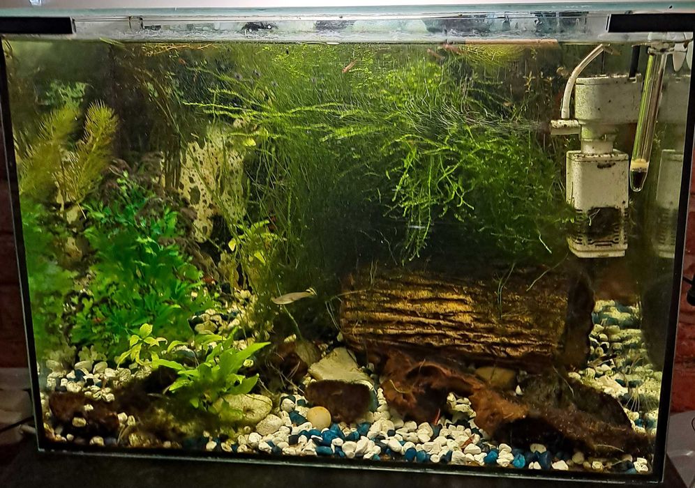 Rosliny akwariowe dla krewetek