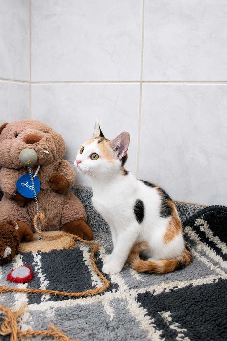 FÊMEA | Gatinha curiosa e brincalhona para Adoção Responsável