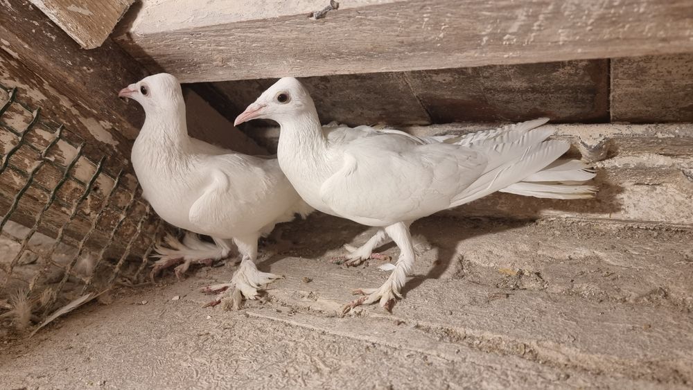 Bociany gołębie ozdobne