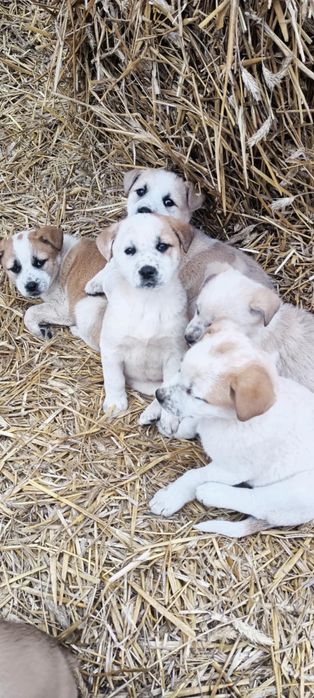 Oddam pieski w dobre ręce