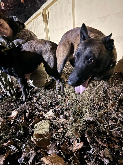 Бельгійська вівчарка малінуа