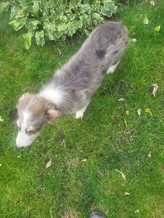 Szczeniak Border Collie piesek