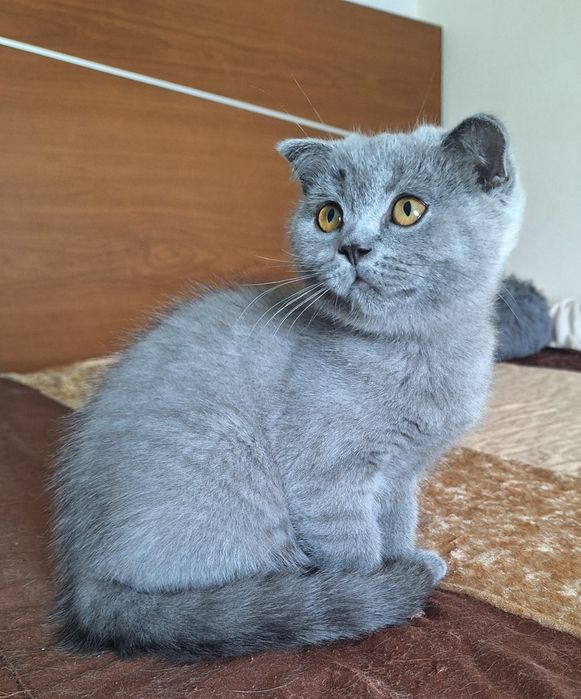 scottish fold fêmea