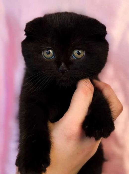 Шотландские вислоухие котята