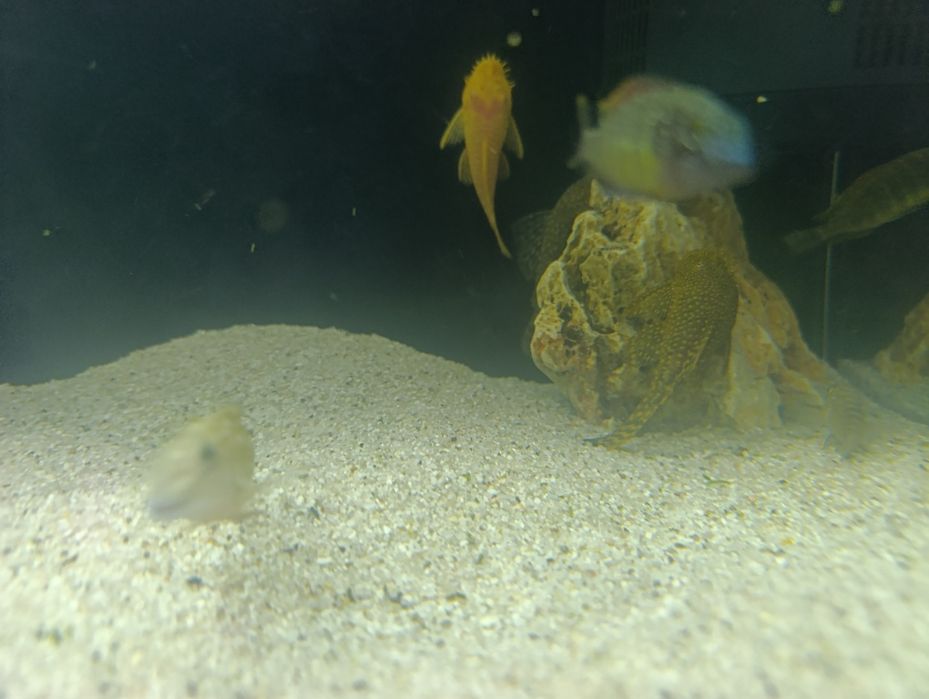 Sprzedam Glonojady Albinos