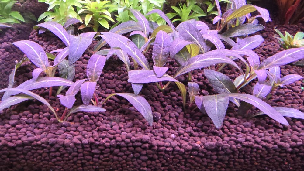 Staurogyne Repens Purple