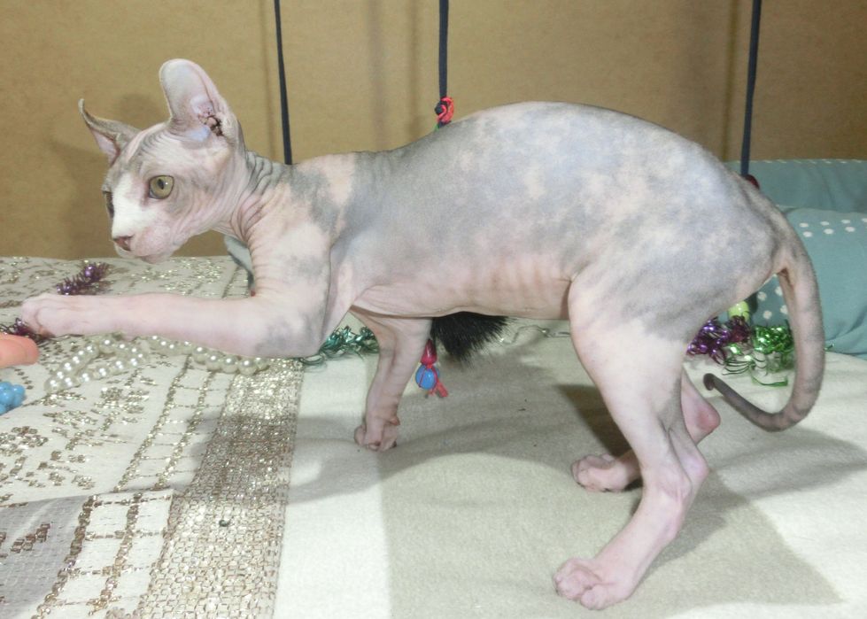 Ельф дівчинка канадський сфінкс