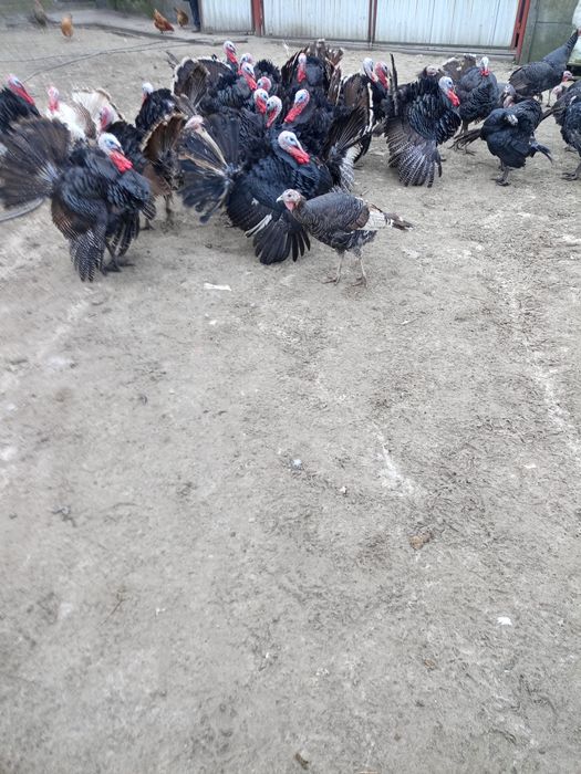 Sprzedam indyki do chowu 160 zł