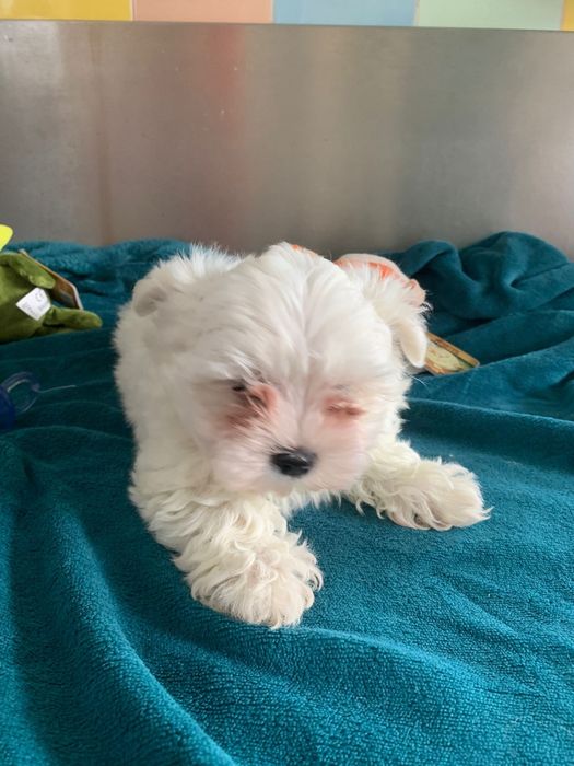 Bichon maltês menino