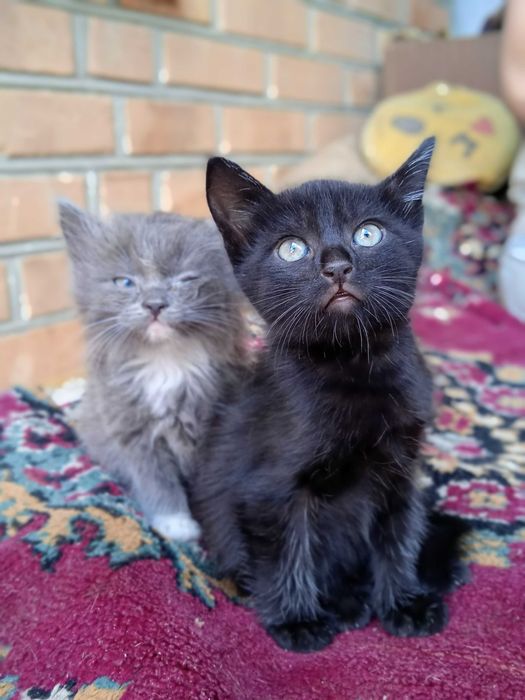 Кошенята в добрі руки!