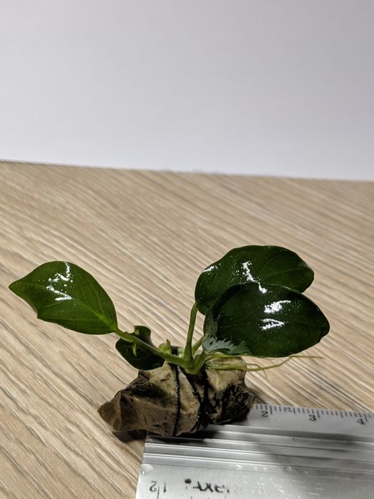 Анубіас нана Петіт