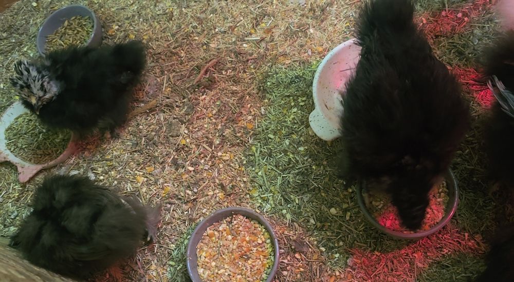 Silkie Jedwabiste USA