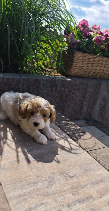 **Cavapoo**cudowny piesek !