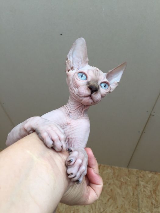 Королевские котята