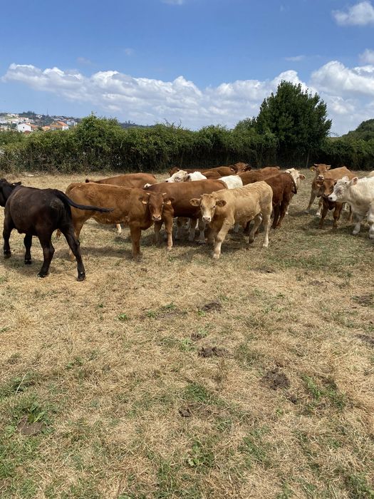 Vitelos e Vitelas Cx de limousine e outras