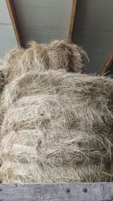 Продам сіно лугове у великих круглих і маленьких кавадратних тюках