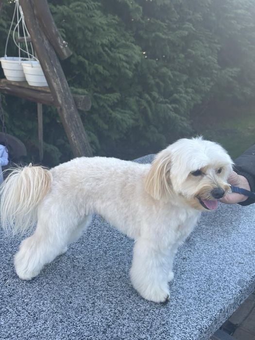 Мальтіпу хлопчик для вʼязки