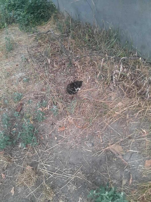 Молода стерилізована кішечка