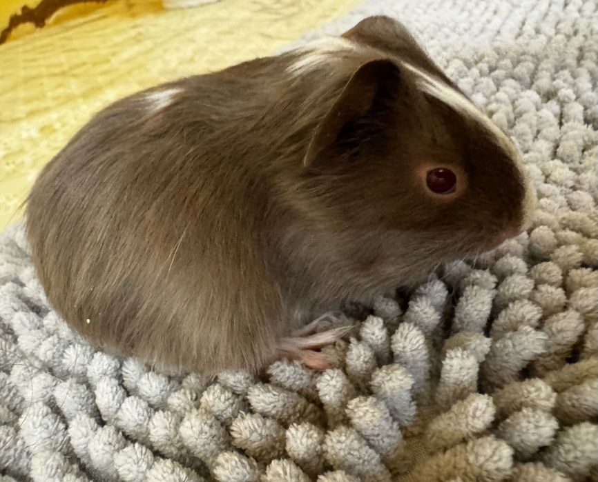 Морська свинка, гладкошерстна
