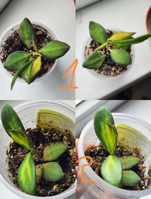 Диффенбахія Банана, Hoya burtoniae ds 70, carnosa nova ghost