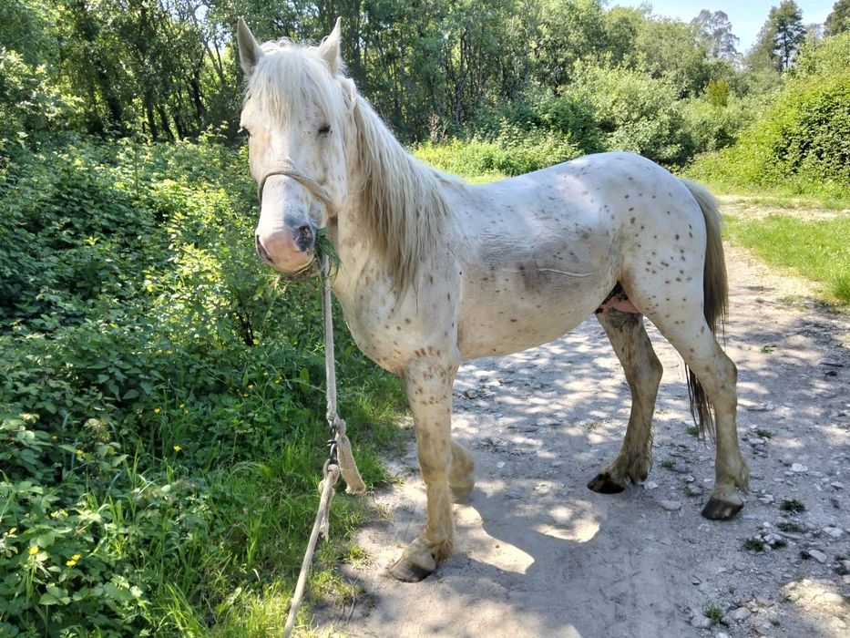 Cavalo apaluso meigo