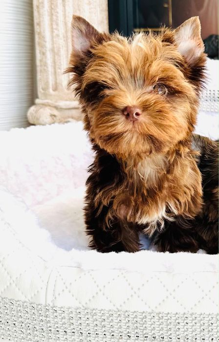York shire terrier choco merle piesek