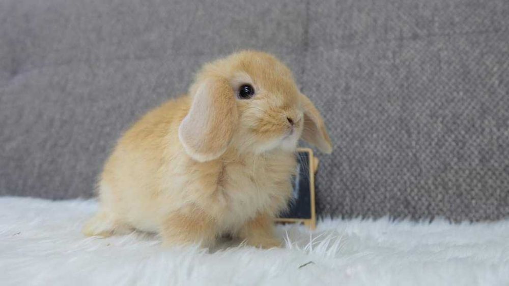 Mini coelhos anões +Gaiola Nova +alimentação adequada