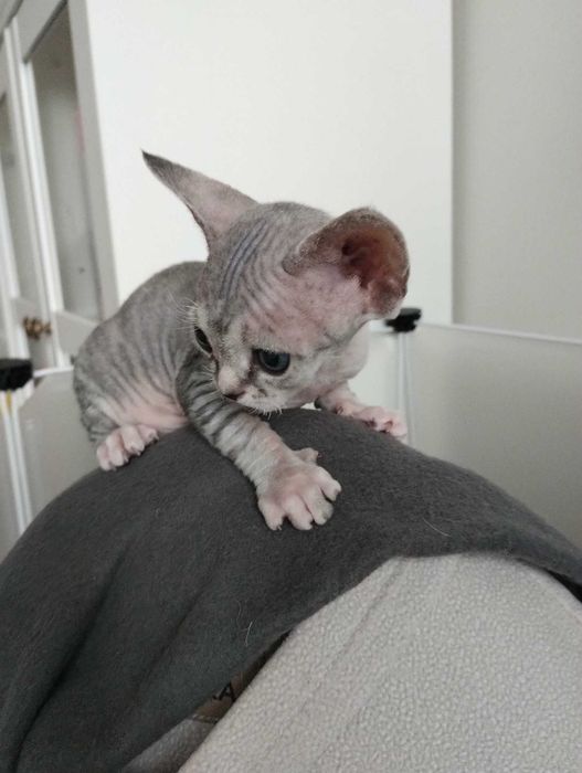 Devon Rex - dziewczynka, odbiór w lutym