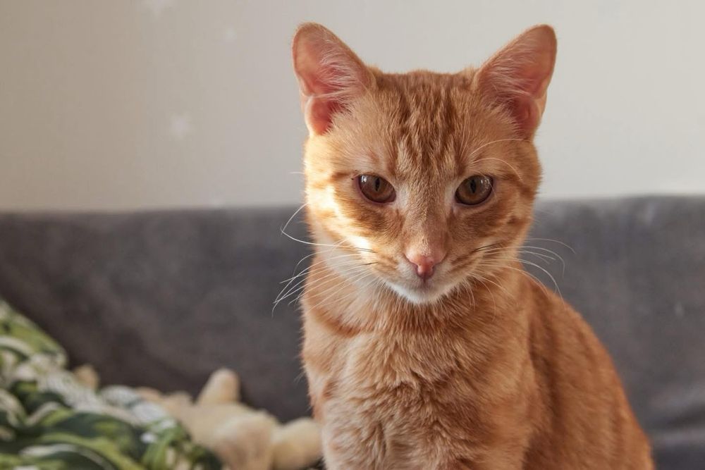 Wyjątkowe 8-miesięczne kocurki…