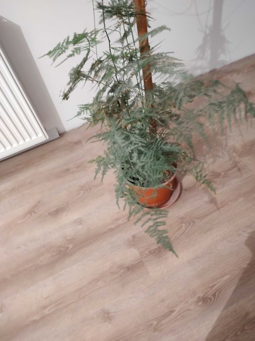 Kwiatek doniczkowy szparag pierzasty duża sadzonka