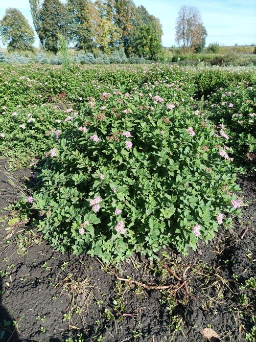 Продам озеленення та фруктові дерева та кущі.