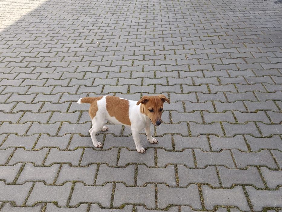 Suczka Jack Russell Terrier