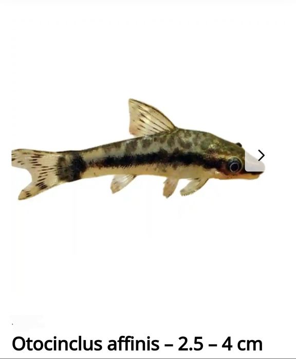 Peixes de água quente