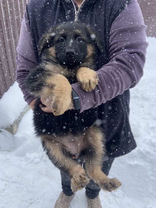 Чистокровні дівчатка німецької вівчарки‼️
