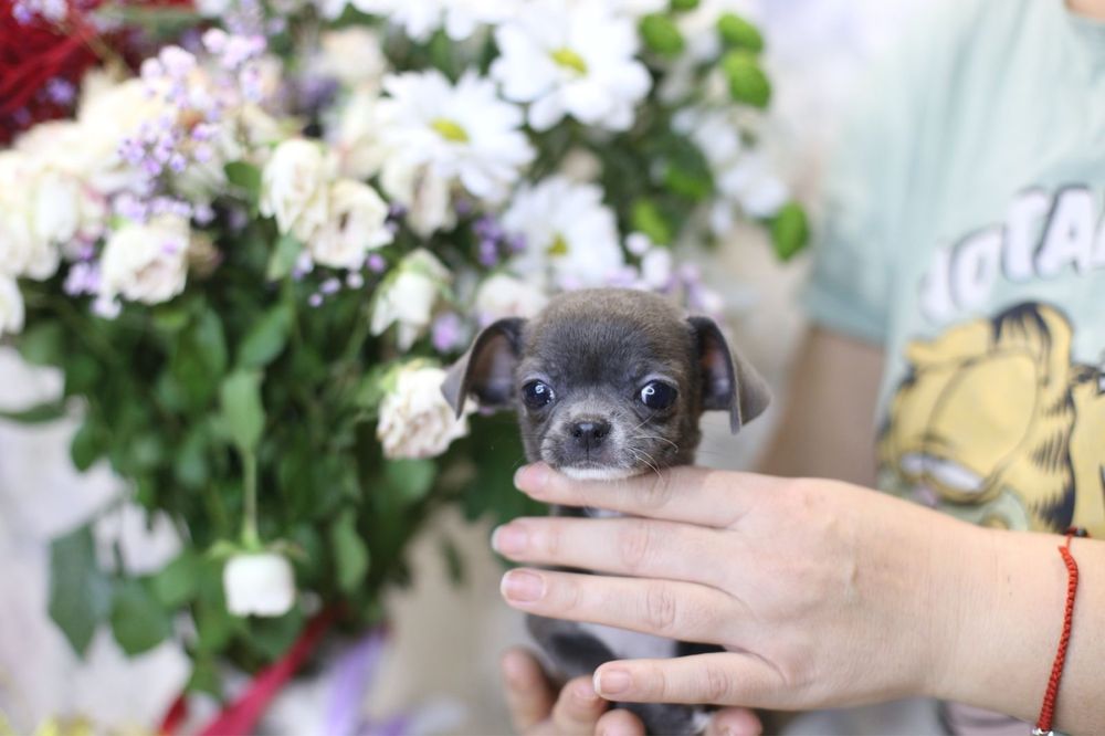Гарненька блакитна дівчинка