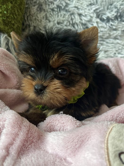 Красивенный МИНИ мальчик Йоркширский терьер
