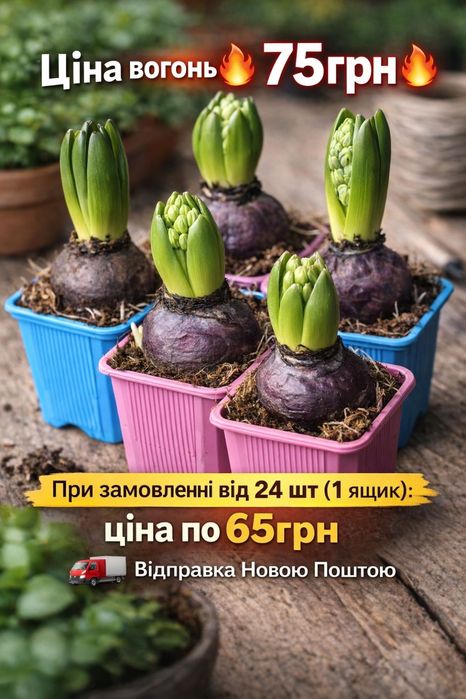 Гіацинти у горщику
