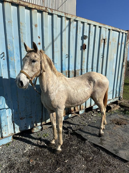 Egua Montada e engatada
