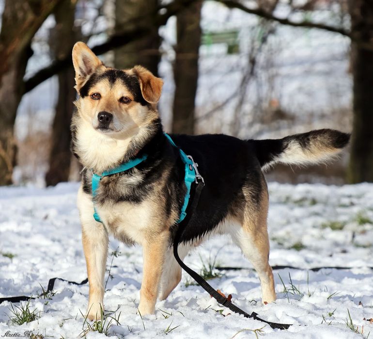 Słodki, niewielki kundelek do adopcji! Poznaj jego cudowne imię.