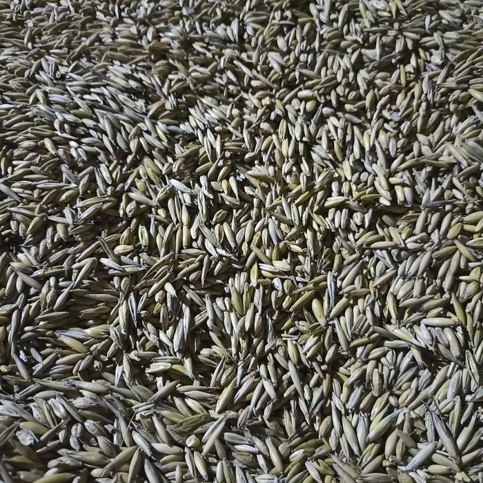 Pszenżyto ozime Rotondo