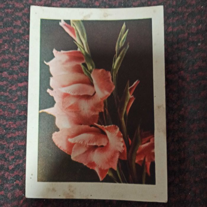 Старинная почтовая открытка карточка Гладиолусы Киев Украина 1957 г.