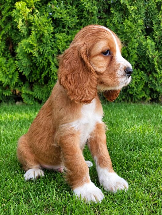 Cocker spaniel angielski Piesek