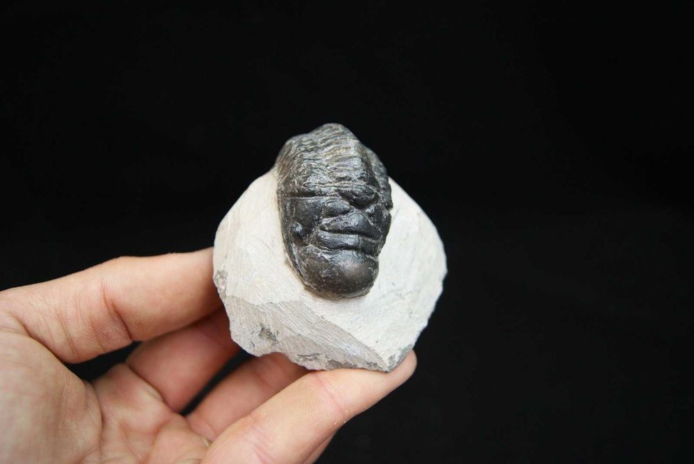 Fossil trilobite Crotalocephalus Gibbus