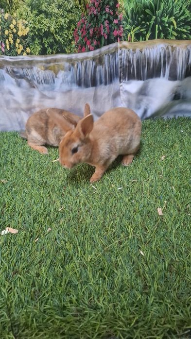 Coelhos Rex laranja/ arlequim