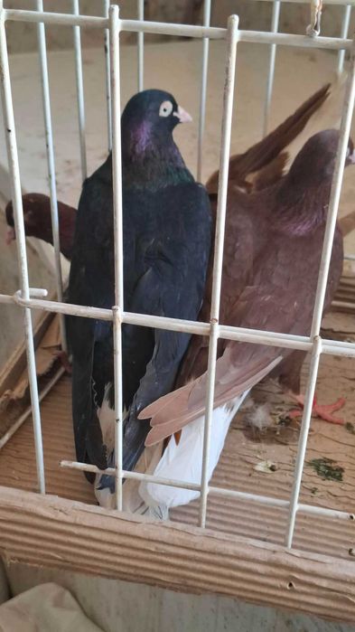 Gołębie  ozdobne rasowe