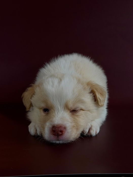 Border Collie   piesek  gold ee red-ZKwP FCI
